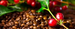 Lee más sobre el artículo La Paz concentra el 96% de los cultivos de café en Bolivia